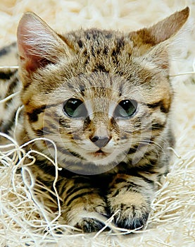 Black Footed Baby Kitten