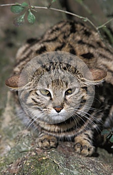 BLACK-FOOTED CAT felis nigripes photo