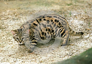 Black-Footed Cat, felis nigripes, Adult