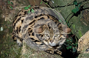 Black Footed Cat, felis nigripes, Adult laying on Branch photo