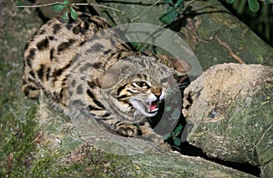 Black Footed Cat, felis nigripes, Adult Snarling on Branch photo