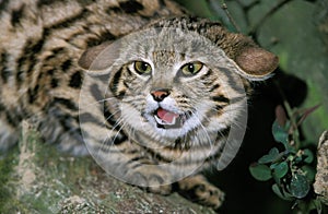 Black Footed Cat, felis nigripes, Adult snarling, Defensive Posture photo