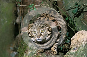 Black Footed Cat, felis nigripes, Adult standing on Branch photo