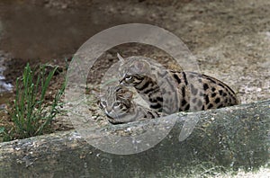 Black-footed Cat, felis nigripes, Mother and Cub