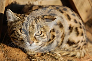 Black Footed Cat Felis nigripes