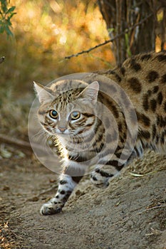 Black Footed Cat Felis nigripes