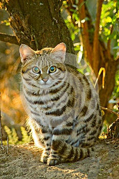 Black Footed Cat Felis nigripes