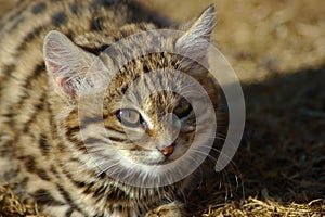 Black Footed Cat (felis nigripes) photo