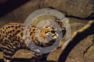 Black-footed cat Felis nigripes photo