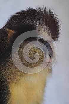 Black-footed crowned monkey