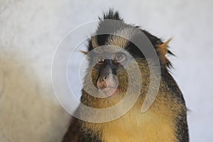 Black-footed crowned monkey