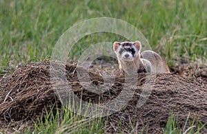 Black footed ferret