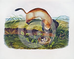 Black-footed Ferret Hare illustration