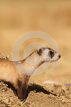 Black footed ferret Mustela nigripes photo