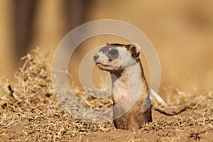 Black footed ferret Mustela nigripes photo