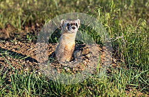 Black-footed Ferret on the Plains of Colorado