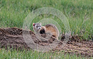 An Endangered Black-footed Ferret in the Grasslands