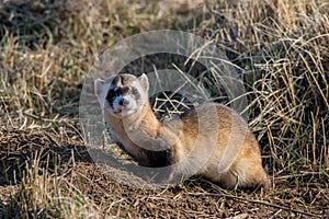 An Endangered Black-footed Ferret in the Grasslands photo