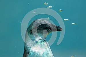 Black-footed penguin underwater.