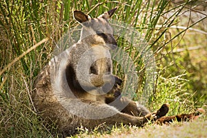 Black footed rock wallaby