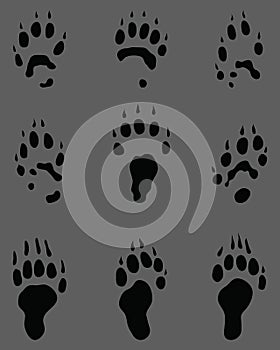 Black footprints of polecat