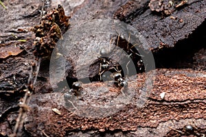 black forest ants on a tree in the forest