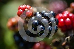Black Forest Berries Closeup