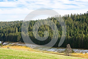 Black forest with conifer trees, landscape in Germany, snow in the spring, travel destination