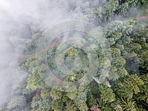 The Black Forest with fog clouds in Germany. trees from above. droneshot.