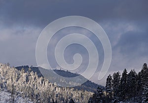 Black forest in germany