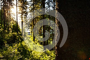 Black Forest, Germany. Forest, Plants and trees