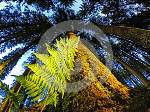 Black Forest, Germany. Photo in Forest, Plants and trees