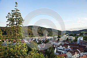 Black Forest, Germany. Plants and trees