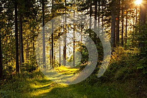 Black Forest, Germany. Plants and trees