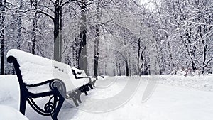 Black forged benches covered with snow in winter park. White snowy empty pathway