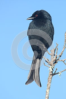 Black Fork Tailed Drongo Dicrurus adsimilis