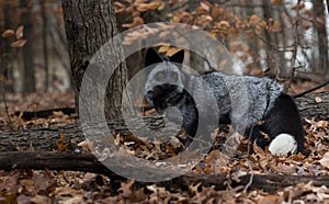 Black Fox in Autumn Wood