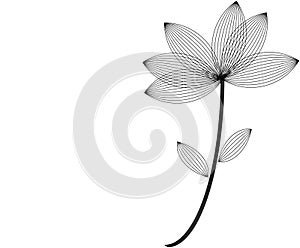 Black fragile flower