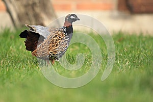 Black francolin