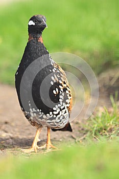 Black francolin