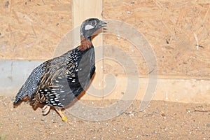 Black francolin