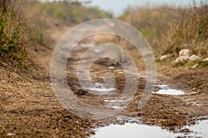 Black francolin or Francolinus francolinus or black Partridge in middle of forest track during safari at grassland area of dhikala