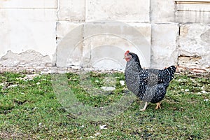 Black free range hen walking in green grass in yard, blurred old wall background. Organic poultry farm concept. Animal
