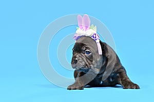 Black French Bulldog dog puppy dressed up as Easter bunny with rabbit ears headband on blue background