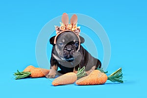 Black French Bulldog dog puppy dressed up as Easter bunny with rabbit ears headband and carrots