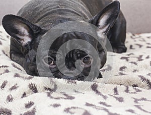 Black french bulldog dog sitting on the sofa look photo