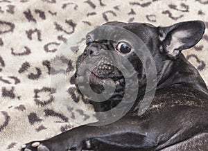 Black french bulldog dog sitting on the sofa looking amazedly photo