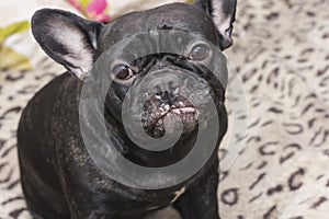 Black french bulldog dog sitting on the sofa looking sad