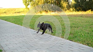 Black French bulldog holds his favorite toy in his mouth and runs with it in nature during a walk in the park.Dog in an