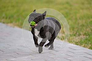 Black French bulldog holds his favorite toy in his mouth and runs with it in nature during a walk in the park.Dog in an